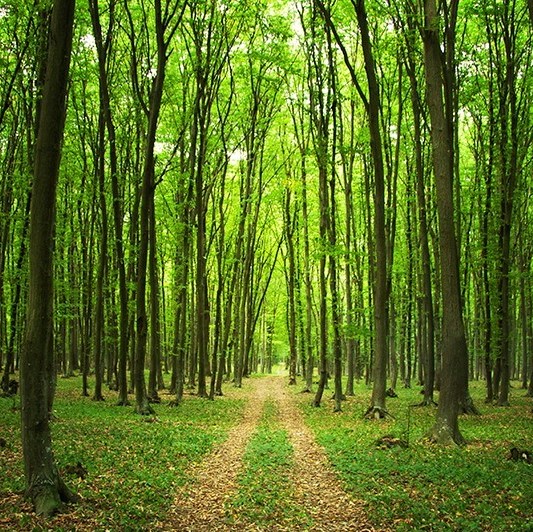 Jeu de piste en équipes - Cap sur les arbres !