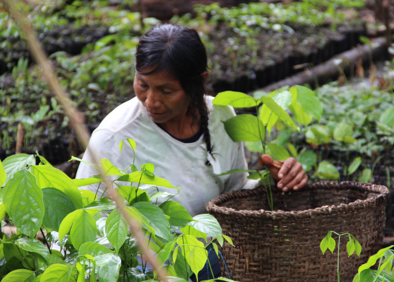 Femme Equateur agriculture paysan forêt