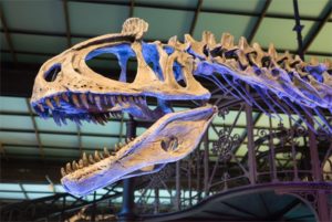 Cryolophosaurus ellioti - Photo RBINS — Google Arts & Culture