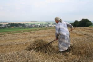 Agricultrice procédant au fanage de la paille. photo CC BY-SA 2.5 Jean-Pol Grandmont