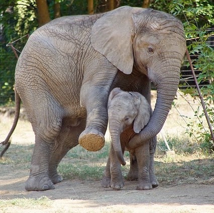 elephanteau-carre