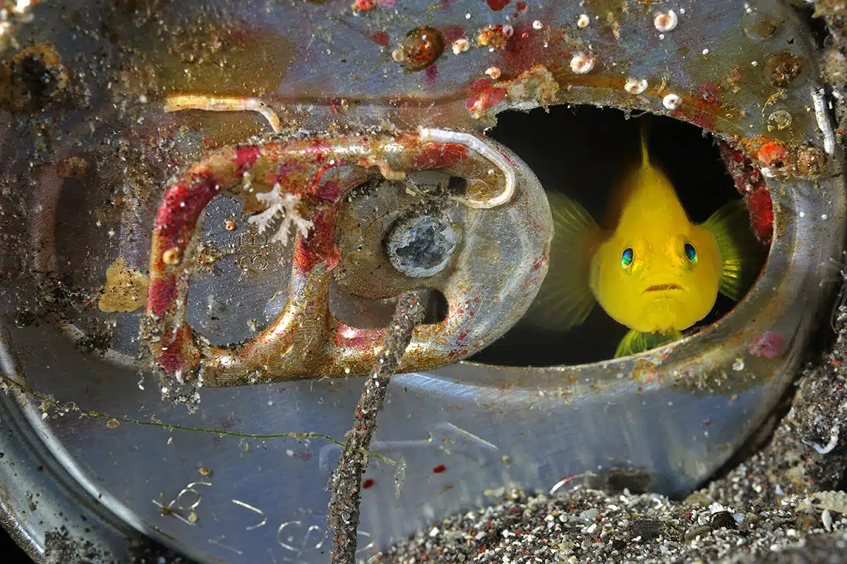 Yellow Gobi, Lubricogobius exigus