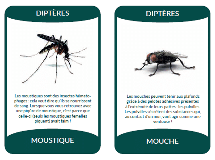 Amuzzzez-vous avec les insectes pollinisateurs !