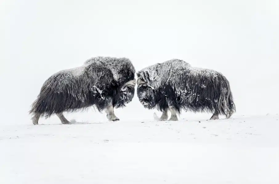 vincent munier boeufs musqués