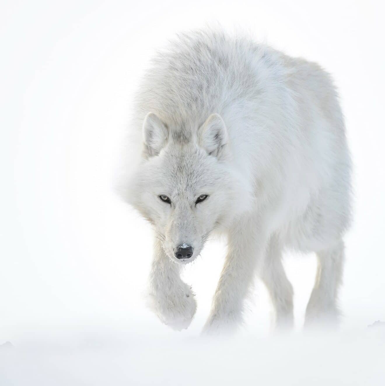 Loup arctique ile d Ellesmere Nunavut (Canada) 2013 - 57 Vincent Munier carré