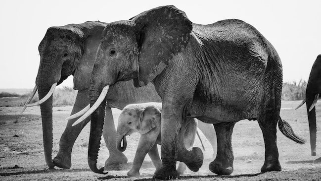 05771- Elephants-header