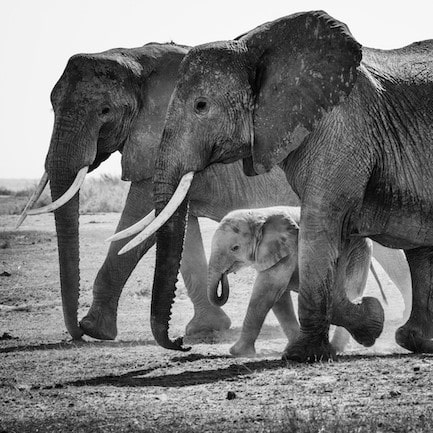 Rencontre : Cohabiter avec la vie sauvage !