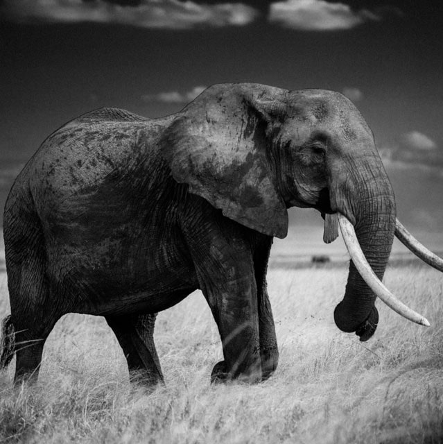 Photo-conférence : ELEPHANT avec Laurent Baheux