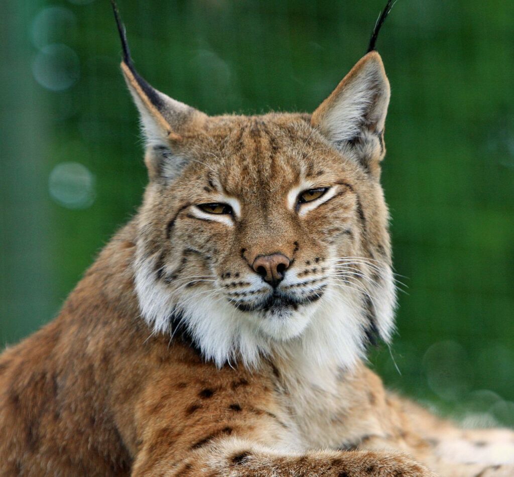 lynx libre de droit