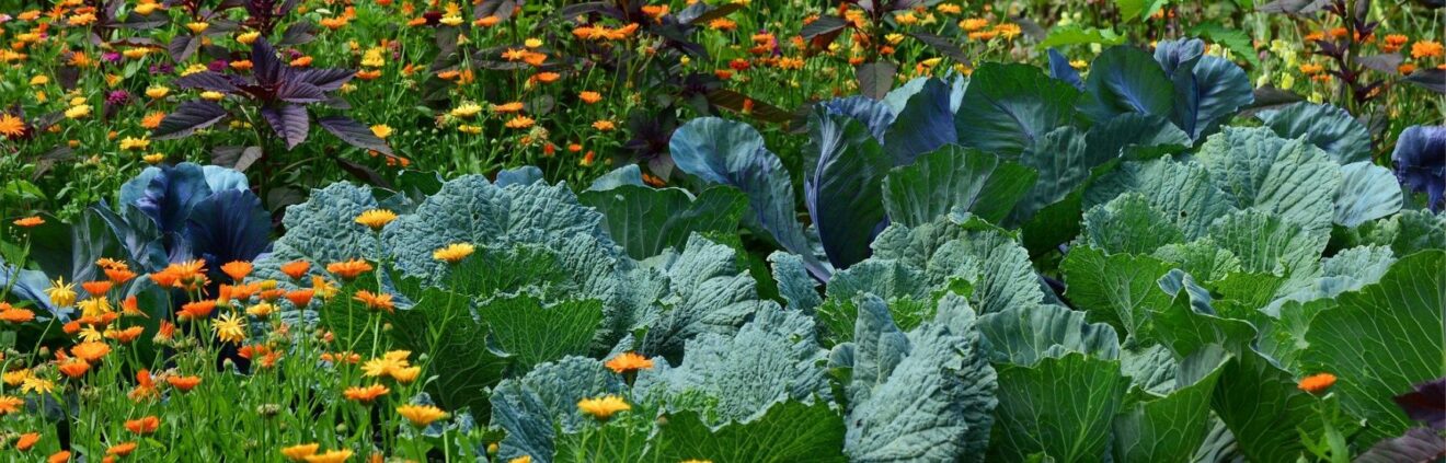 potager header