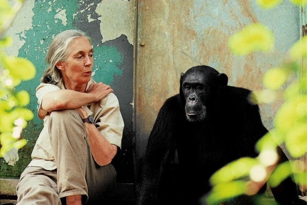 portrait-jane-goodall