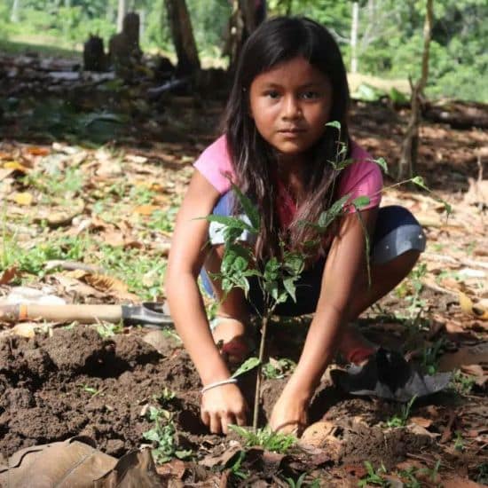 Equateur agroforesterie et huiles essentielles - ©Isphingo - 550px