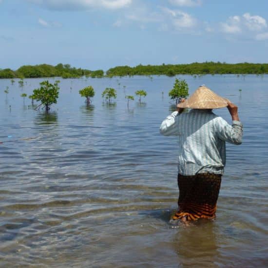 Mangroves Indonésie