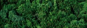 Forêt entre Kuantan et Kuala Lumpur, Malaisie, © Yann Arthus-Bertrand