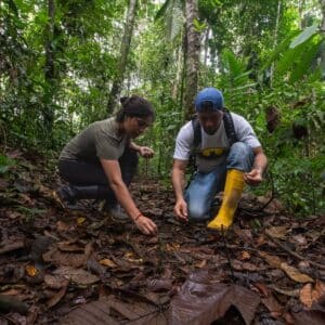 Deux personnes analysant le sol de la forêt Canandé, équateur